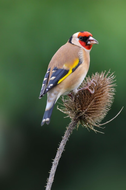 Foto fincolo d'oro europeo appoggiato su un teasel