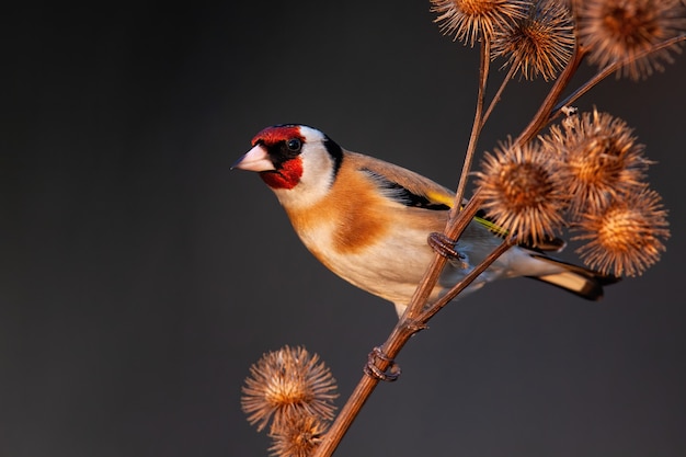 European goldfinch sitting on dry thistle in autumn