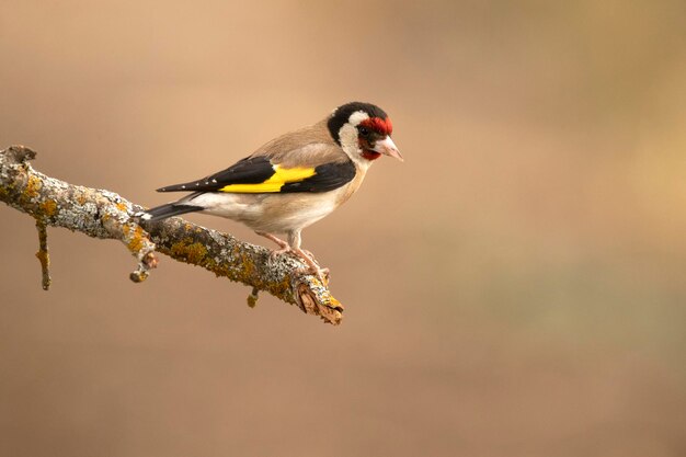 European goldfinch with the first light of the morning near a water point in a Mediterranean forest