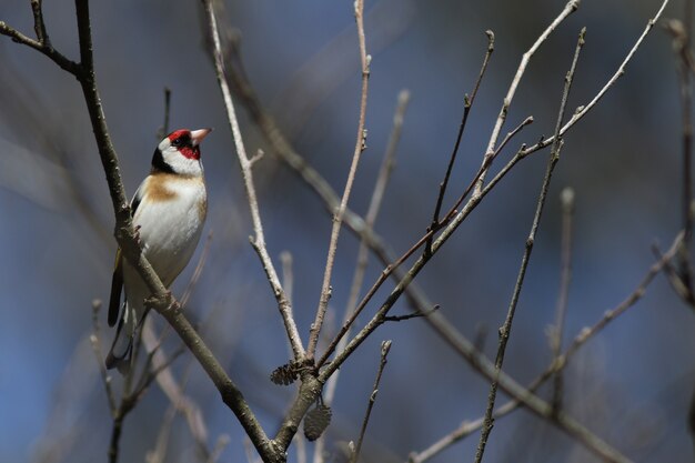 European goldfinch!