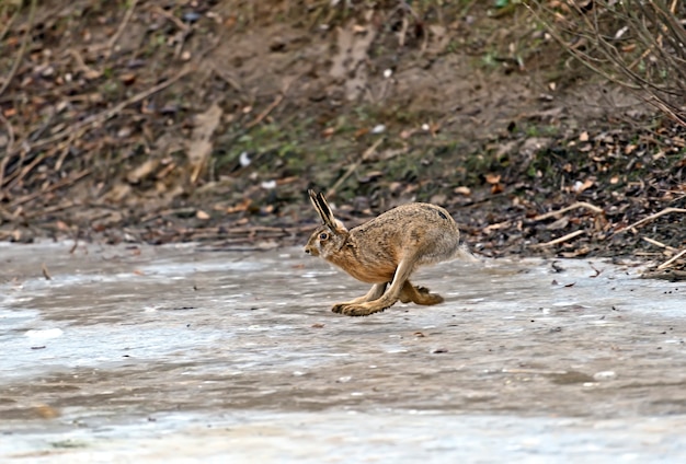 European gray hare in nature