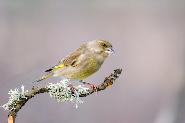 コケが付いている美しい棒に座っているヨーロッパのグリーンフィンチCarduelis chloris