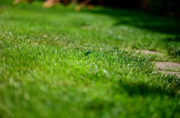 The European green lizard Lacerta viridis in grass