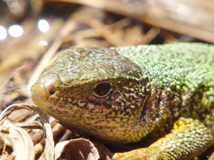 Photo the european green lizard lacerta viridis sunbathing in the morning
