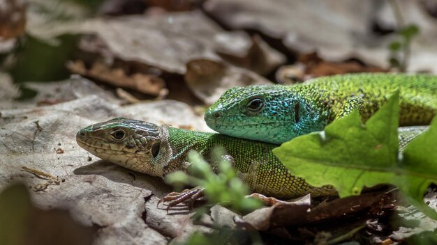 European green lizard