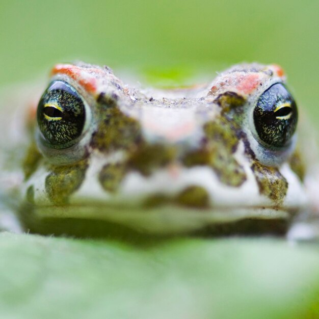 European green toad Bufo viridis