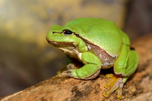 유럽 녹색 나무 개구리 (Hyla arborea 이전 Rana arborea).