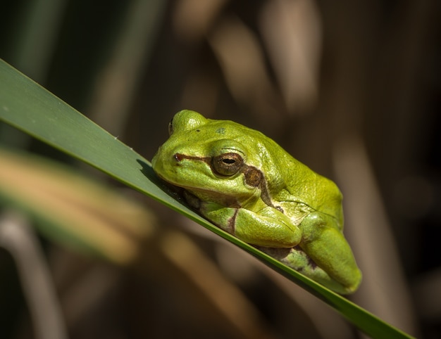 자연 환경에서 유럽 녹색 나무 개구리 Hyla arborea