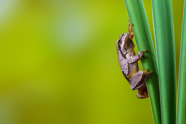 European green tree frog sitting on the leaves of the reeds