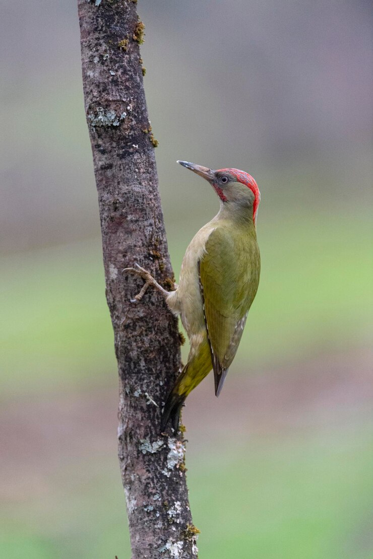 유럽 녹색 딱따구리 (Picus viridis) 레온, 스페인