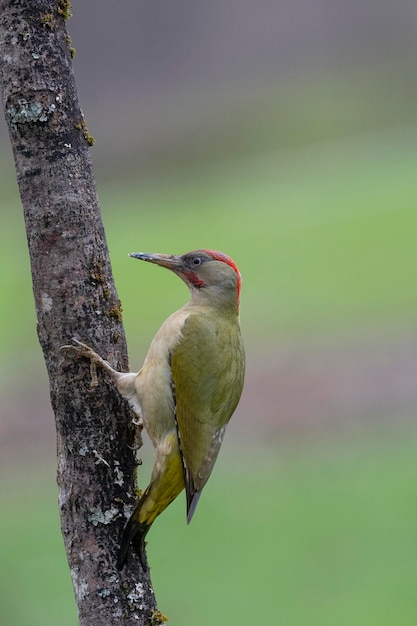 ヨーロッパの緑のキツツキ (Picus viridis) レオン、スペイン