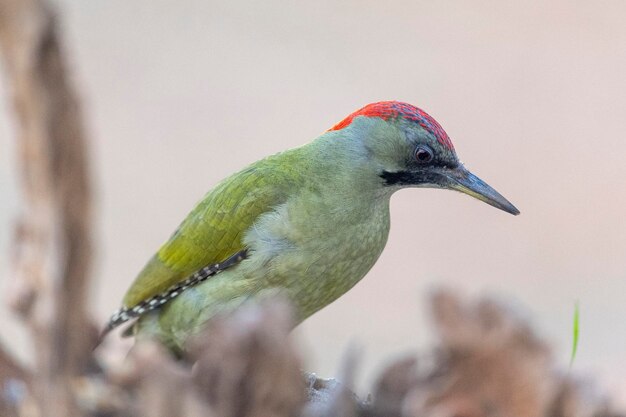 유럽 녹색 딱따구리(Picus viridis) 톨레도, 스페인