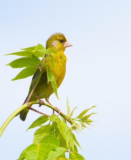 ヨーロッパ greenfinch Chloris chloris 鳥は若い木の上に座っています。