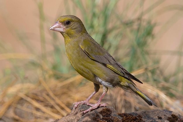 European greenfinch or greenfinch Chloris chloris Cordoba Spain