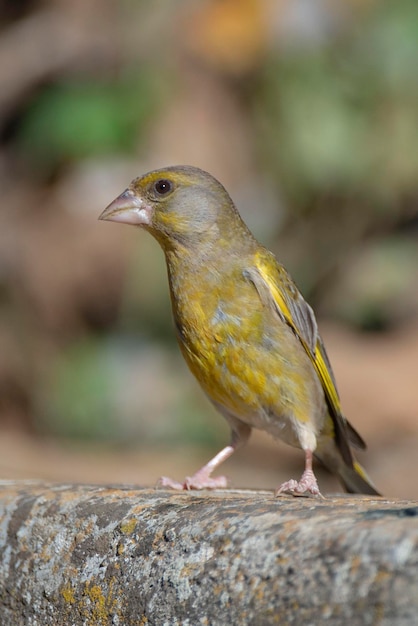 European greenfinch or greenfinch Chloris chloris Cordoba Spain