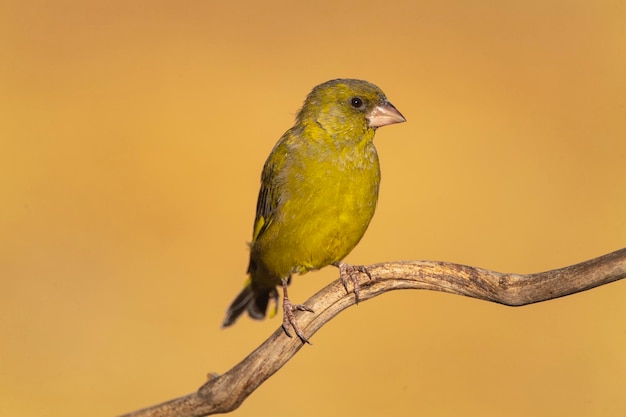 European greenfinch or greenfinch Chloris chloris Cordoba Spain