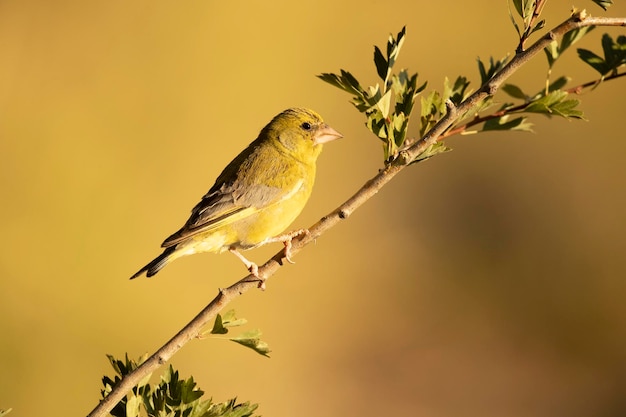 European greenfinch male in a Mediterranean forest with the first light of day on a branch