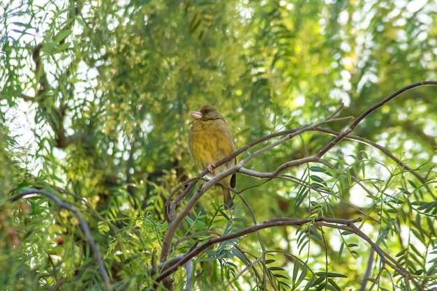 European Greenfinch on Tree Branch with Green Leaves