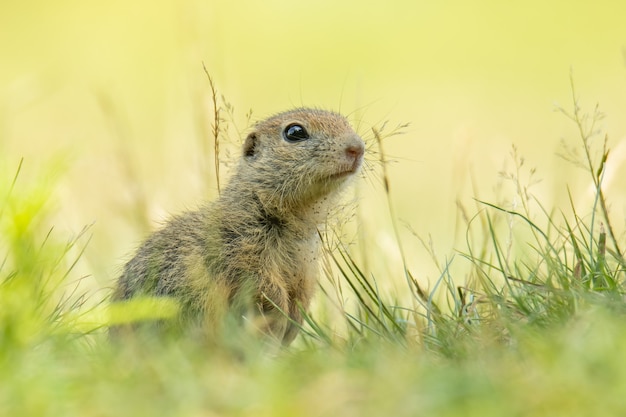 European ground squirrel sitting in the grass