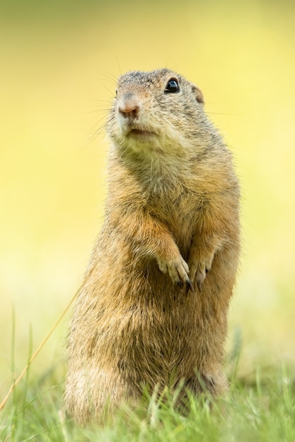 Photo european ground squirrel sitting in the grass