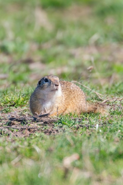 European ground squirrel, Souslik (Spermophilus citellus) natural environment