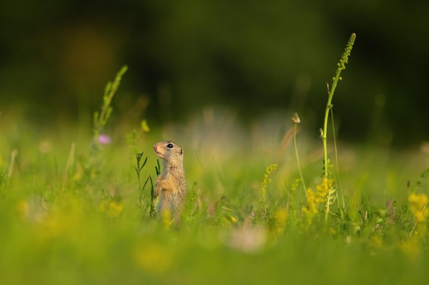 European ground squirrel Spermophilus citellus in the grass