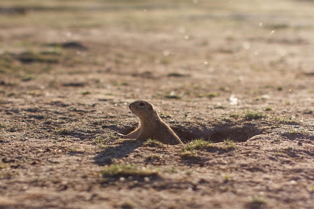 European ground squirrel standing in the field. Spermophilus citellus wildlife scene from nature. European souslik on meadow