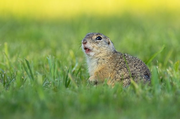 European ground squirrel whistling and watching alerted on a green meadow