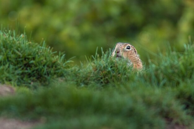 European ground squirrel