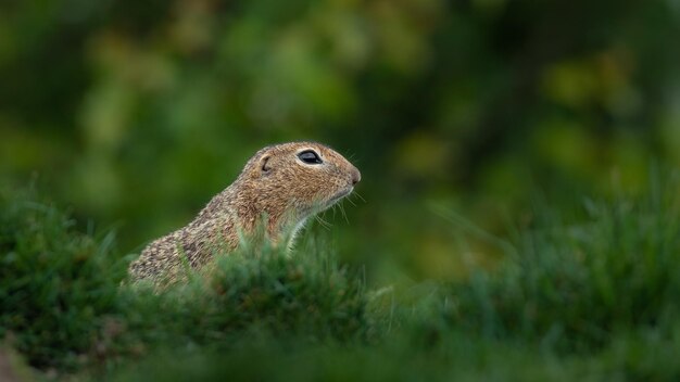 European ground squirrel