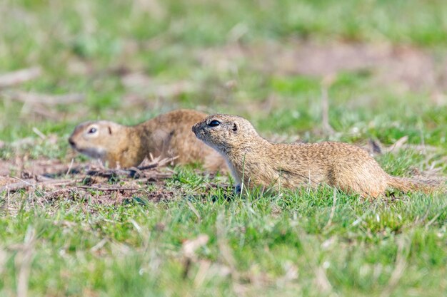 European ground squirrels, Souslik (Spermophilus citellus) natural environment