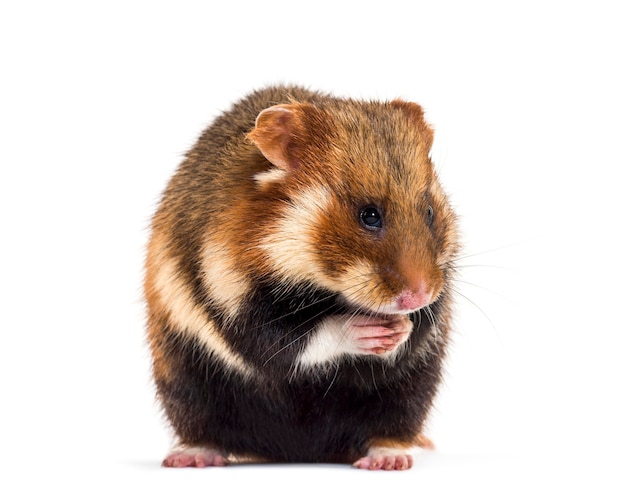 European hamster, Cricetus cricetus, sitting in front of white surface