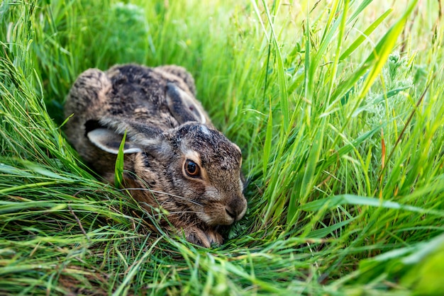 European hare sits on green grass