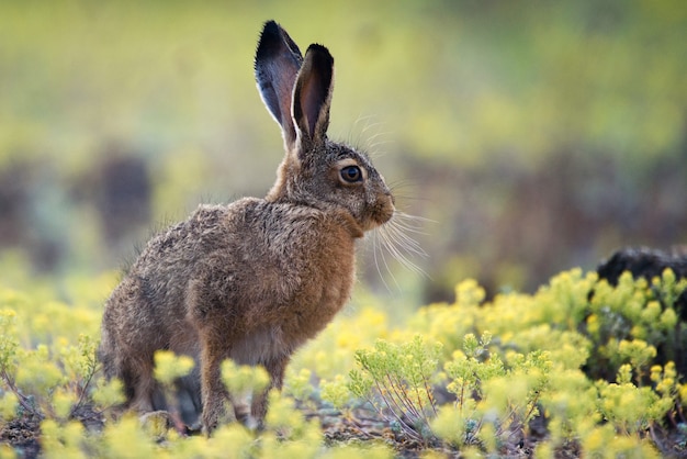 European hare stands in the grass and looking at the camera