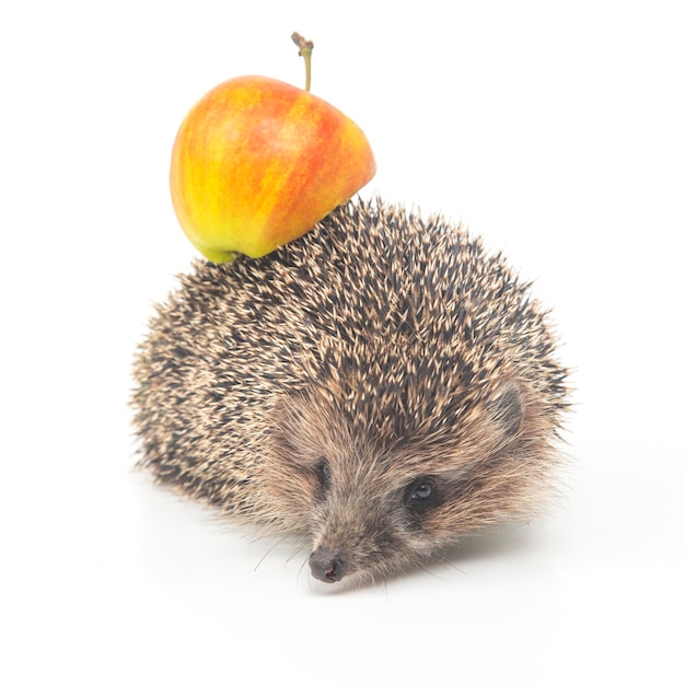 European hedgehog on a white background with an apple on its back