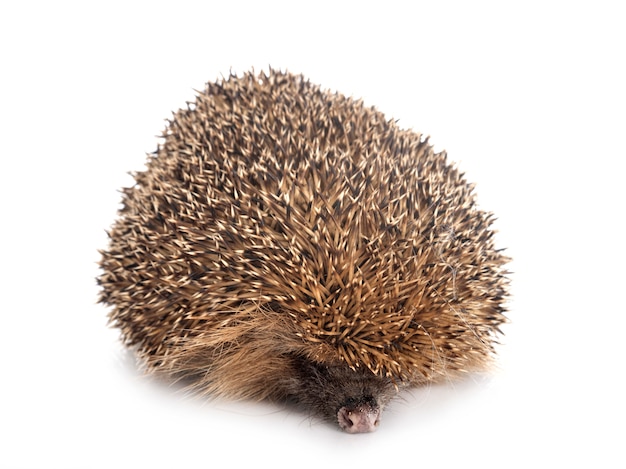 European hedgehog on white wall