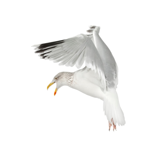 European Herring Gull, Larus argentatus, 4 years old, flying against white background