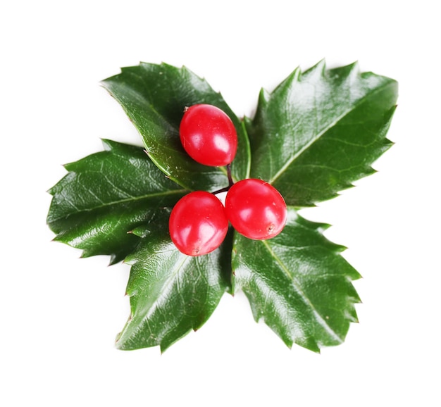 Холли европейский (Ilex aquifolium) с ягодами, изолированные на белом