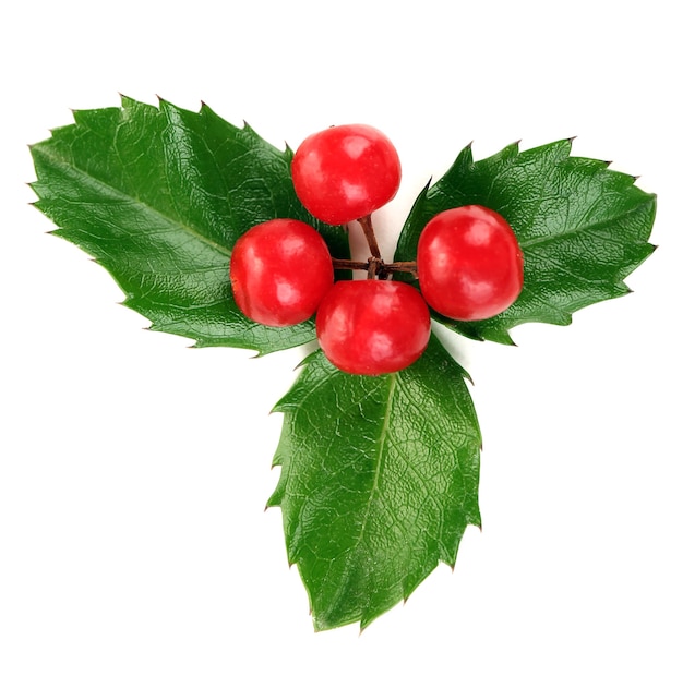 Холли европейский (Ilex aquifolium) с ягодами, изолированные