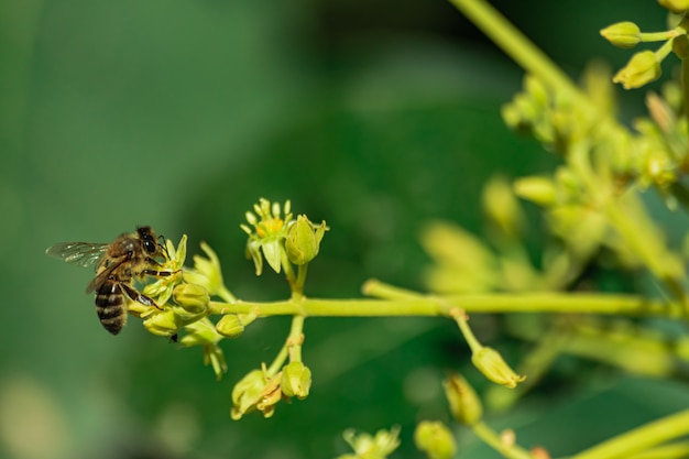 European honey bee (apis mellifera), pollinating avocado flower (persea americana)