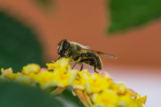 유럽 꿀벌(apis mellifera)