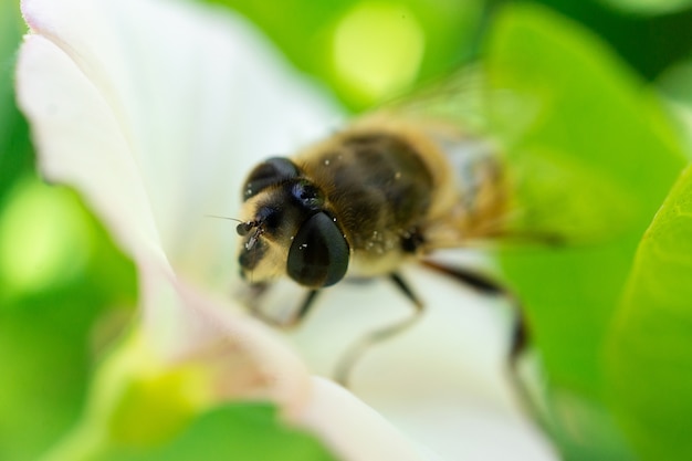 European hoverfly on a flower