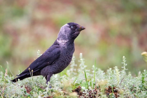 European jackdaw sitting in the grass