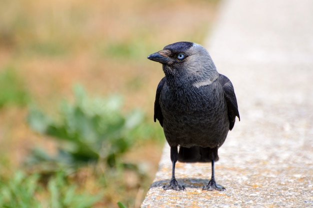 European jackdaw