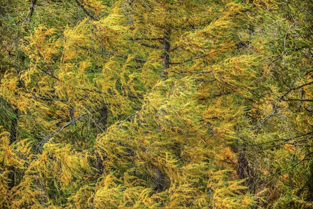 Европейская лиственница (Larix decidua) ветвится с желтой елью осенью при сильном ветре. Абстрактный естественный / ветреный фон.