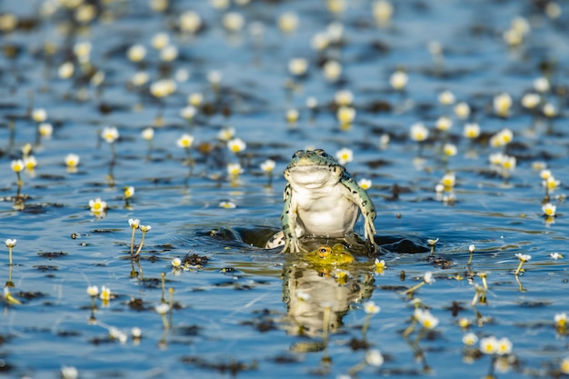 Rana di palude europea pelophylax ridibundus in natura