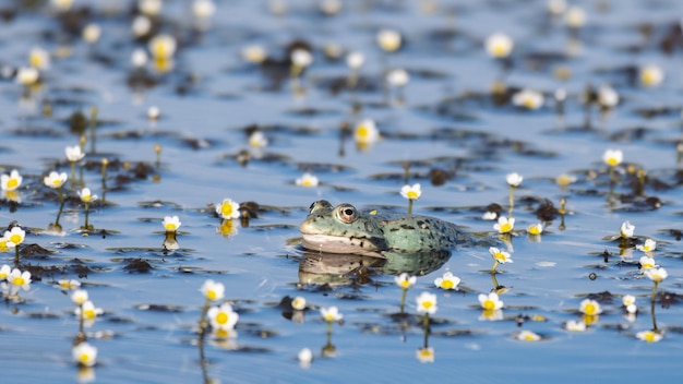 Foto rana di palude europea pelophylax ridibundus in natura