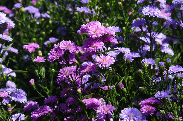 정원에서 유럽 Michaelmas- 데이지 (Aster amellus)