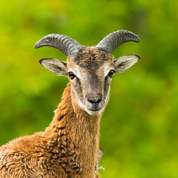 Европейский муфлон (Ovis aries musimon) стоит в траве.