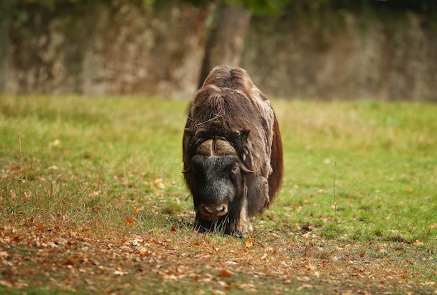 European muskox in the beautiful meadow